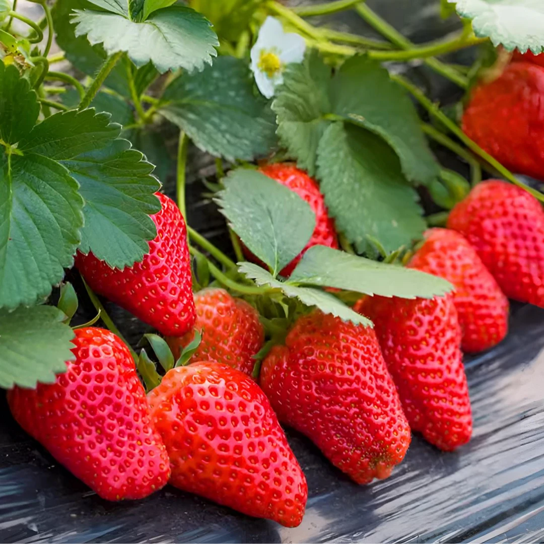 草莓种子家庭阳台盆栽四季易活奶油红草莓种籽子大草莓种籽白草莓