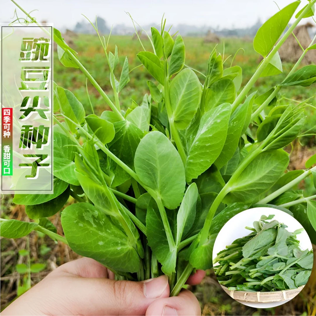 【四季豌豆尖种子】阳台四季可种植盆栽花盆火锅热炒凉拌