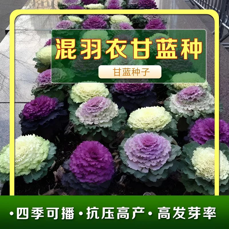 【羽衣甘蓝种子】种籽苗多年耐寒食用观赏紫色蔬菜苗阳台四季盆栽