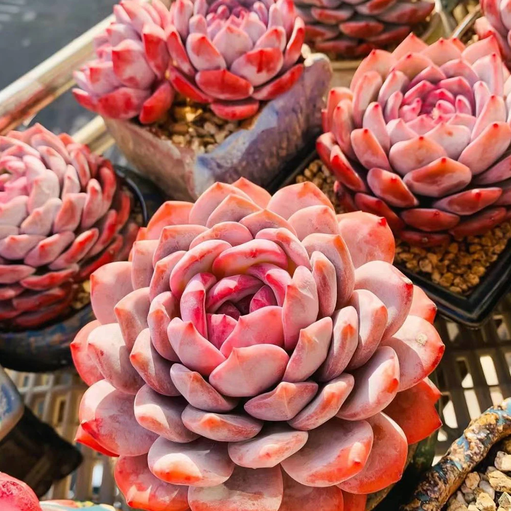 不带盆脱土发货 多肉组合植物 一箱 一物一拍 好养 宠粉