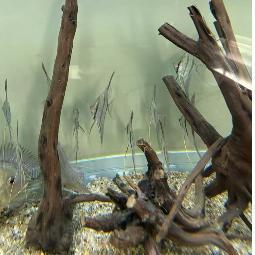 龙鱼配鱼野生埃及神仙