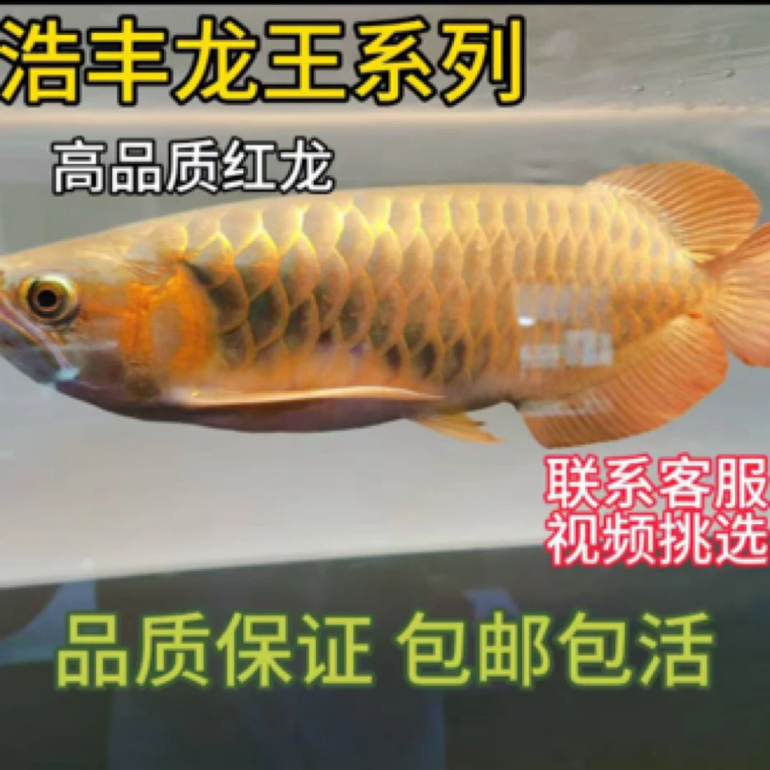 浩丰龙王系列 高品质红龙