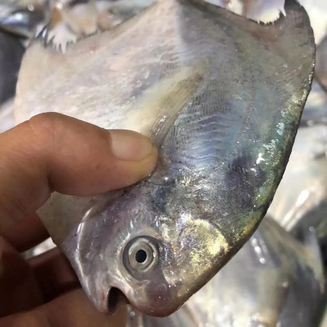 石浦海鲜 东海银鲳鱼 3斤起拍【3号链接】 食用 顺丰江浙沪包邮