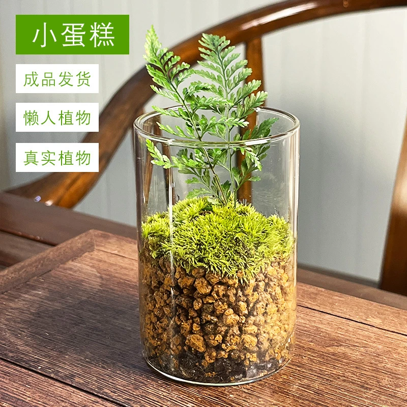 富利款【小蛋糕】苔藓生态迷你景观客厅摆件带盆成品发货直筒生态瓶