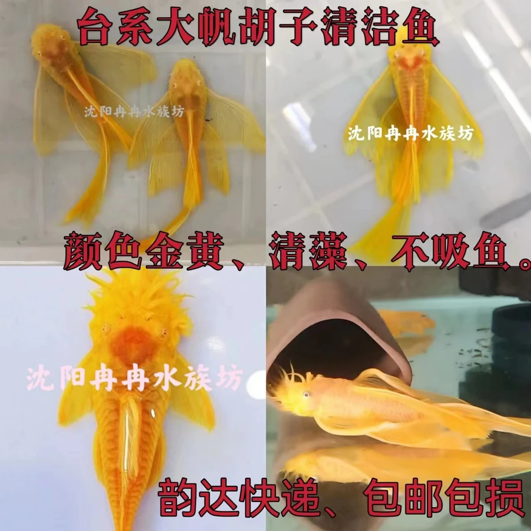 黄金胡子鱼饲养观赏鱼清道夫工具鱼清除缸壁褐藻绿藻老虎小精灵