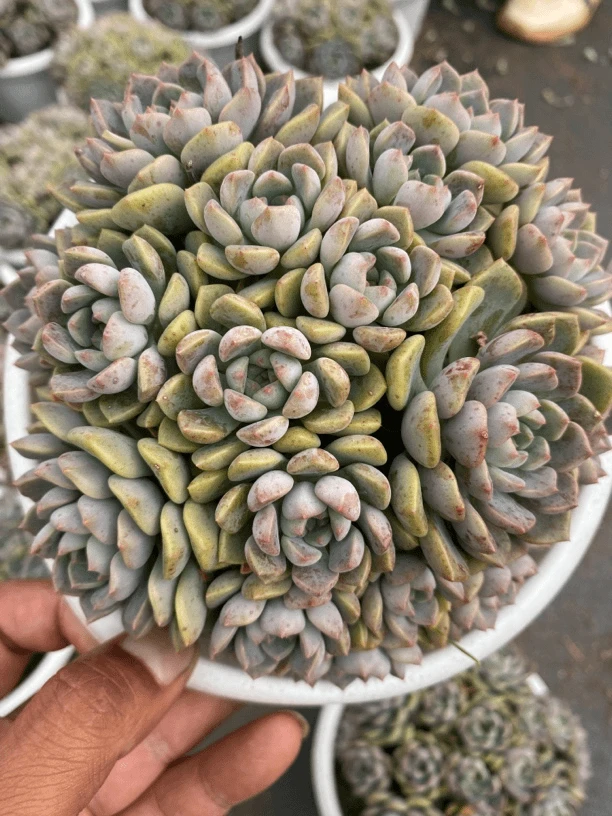 粉布偶  整装  多肉植物  满9.9元包邮