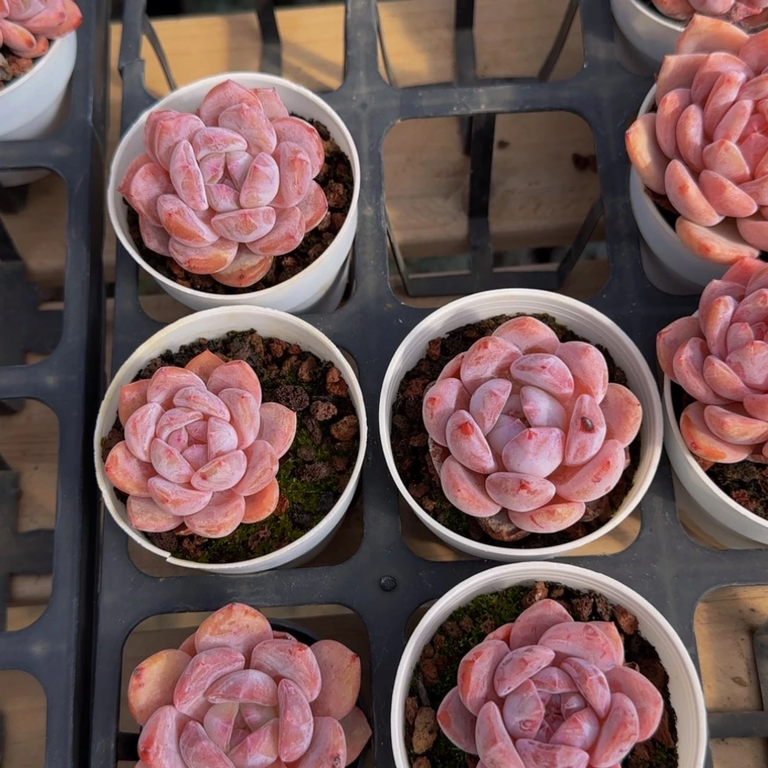 星影单头一颗脱土发货