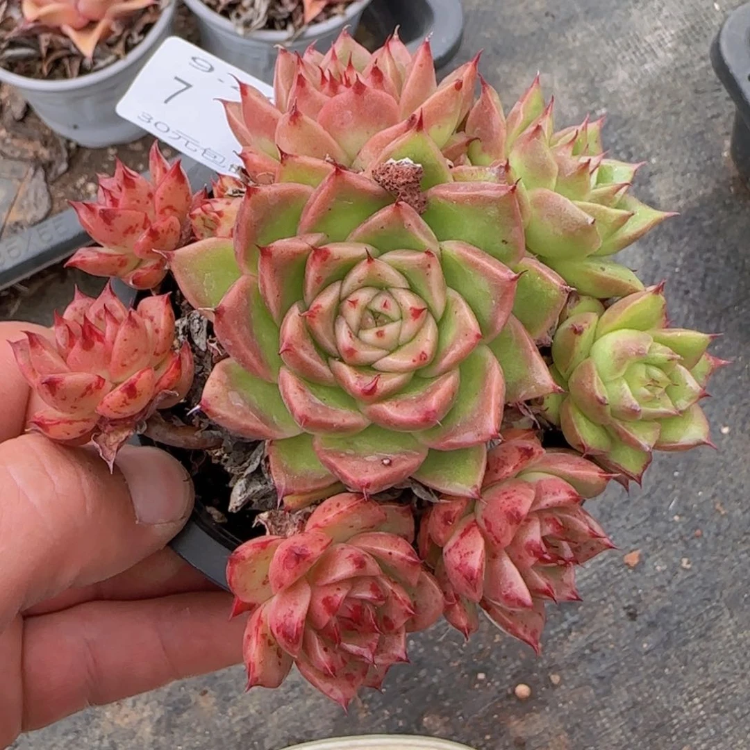 麦秆手捧一颗脱土发货