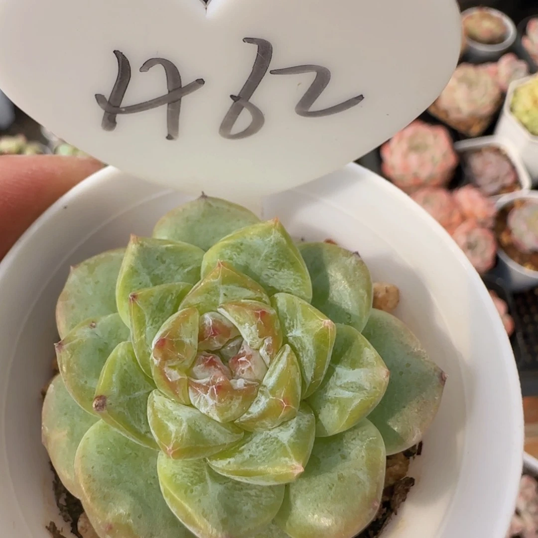 雨花石冰魄石化一颗