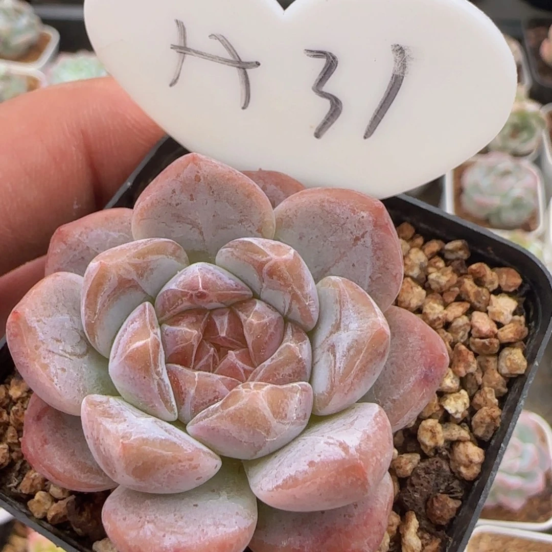 琥珀一颗脱土发货
