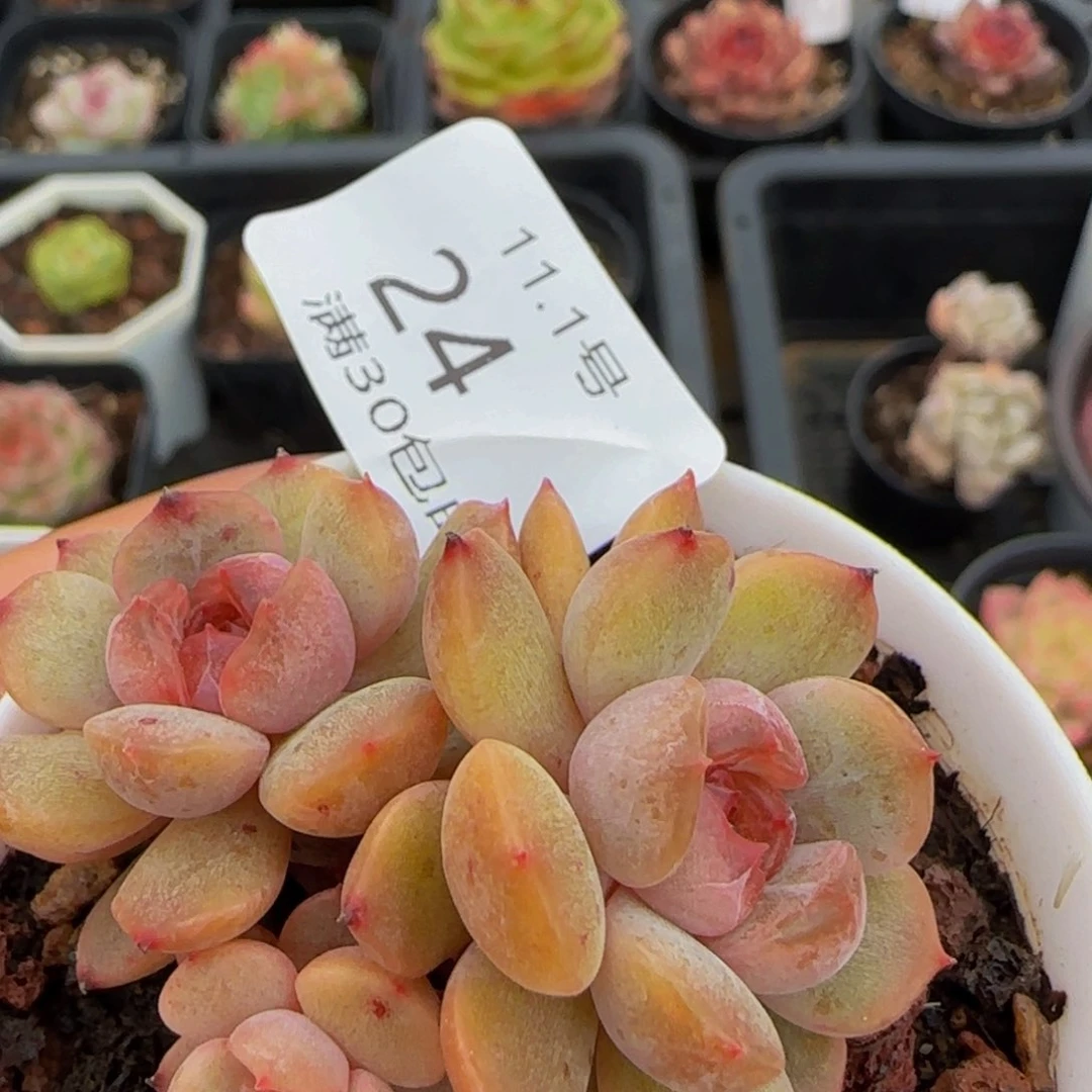 三头红色恋人三头一颗