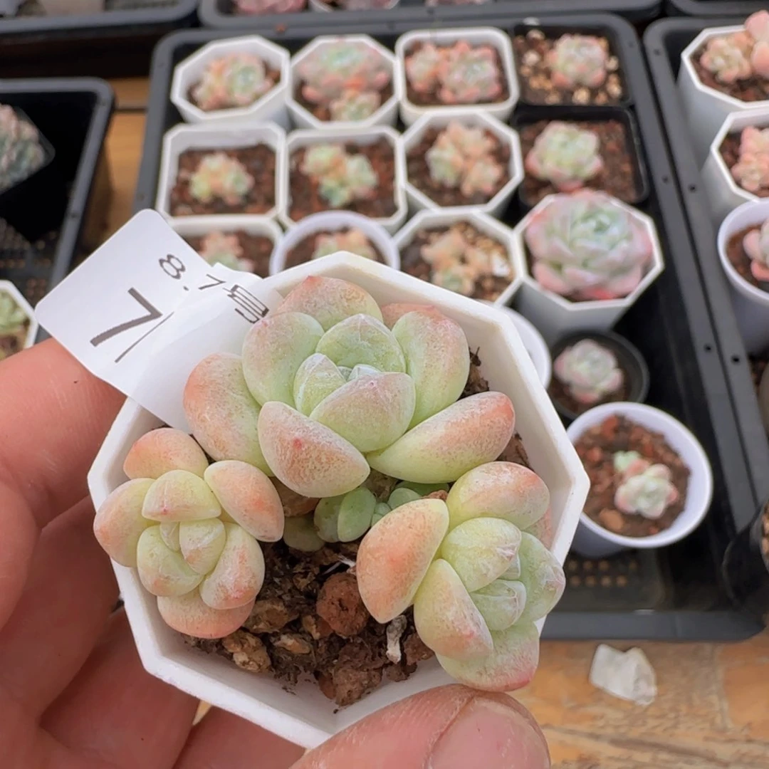 冰玉三头一颗脱土