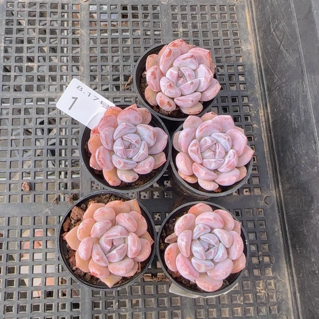 星影五颗一组脱土