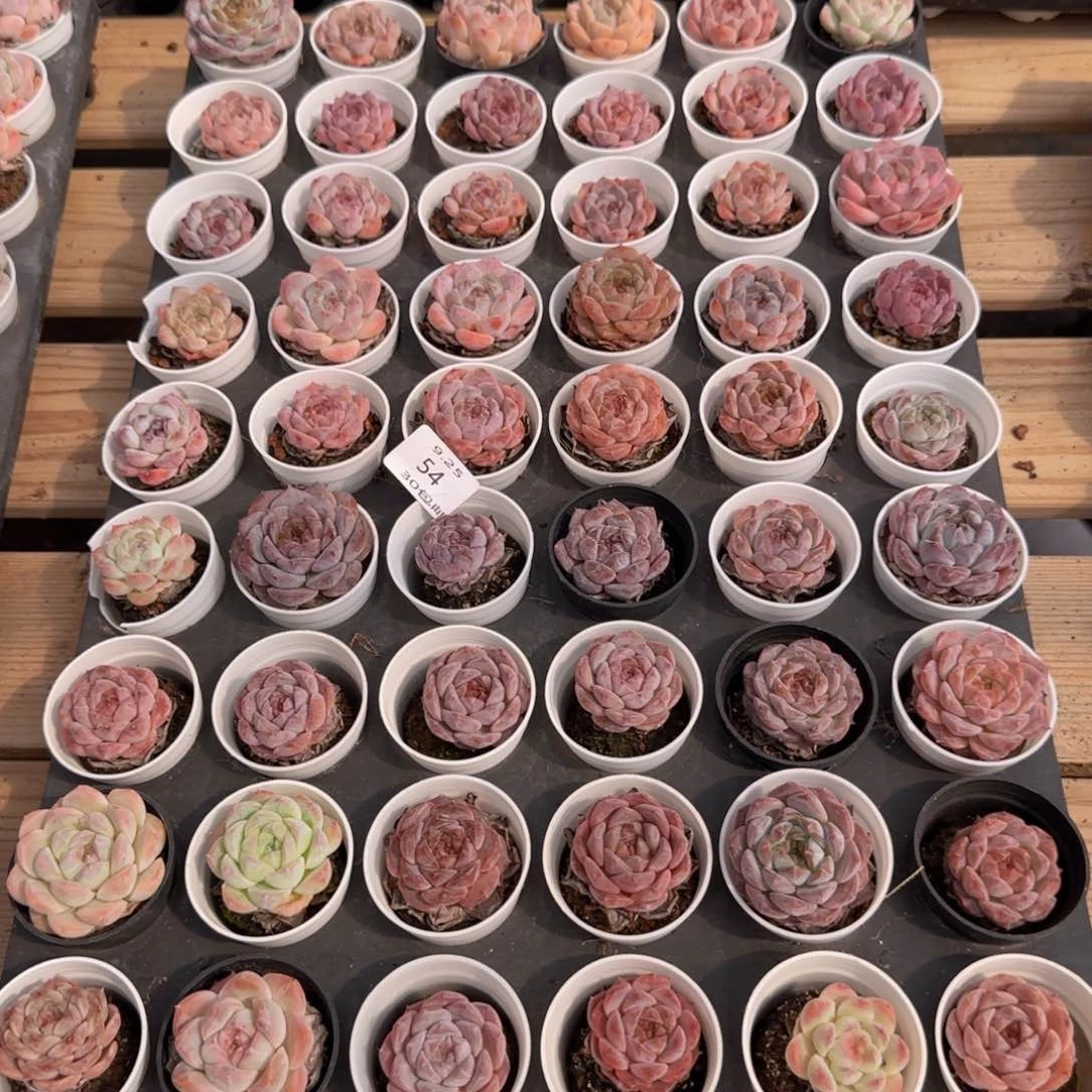 象*糖心60颗脱土发货