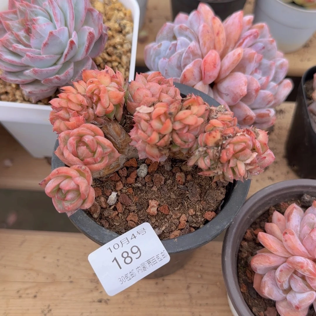 韶***货宝贝天使朵朵缀一颗