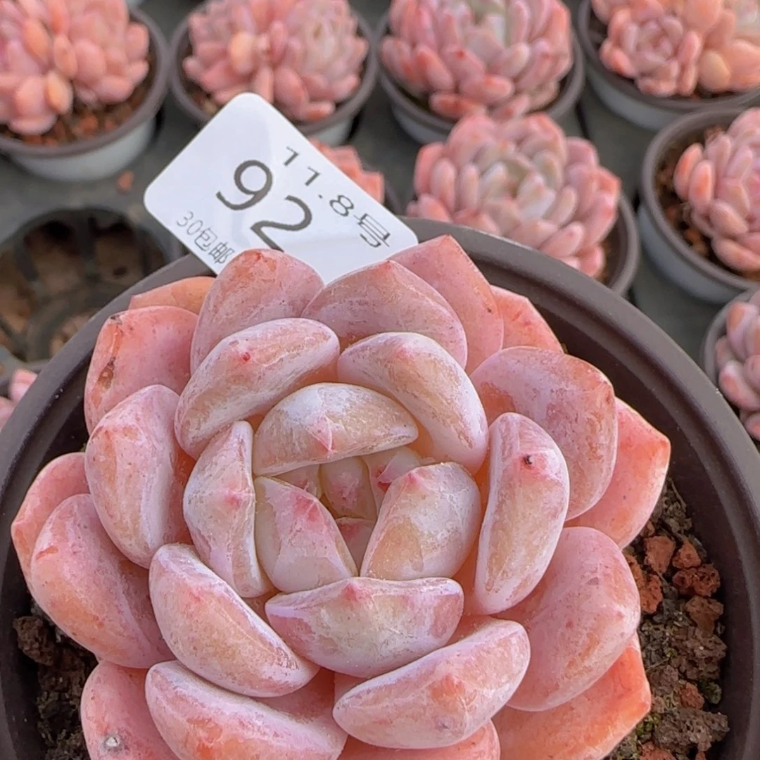 橙梦露单头一颗脱土发货