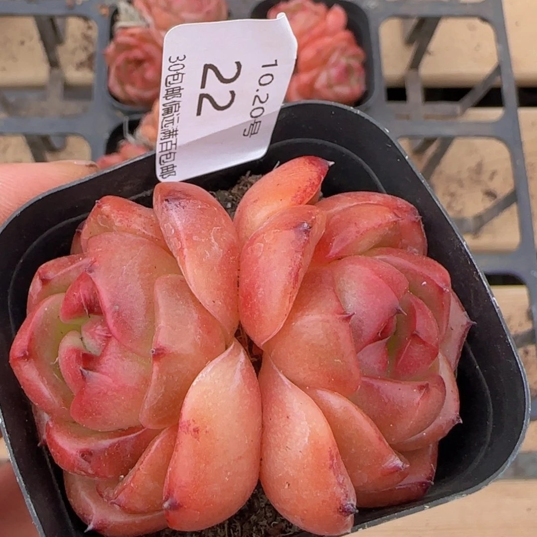 z*e安可双头一颗脱土发货