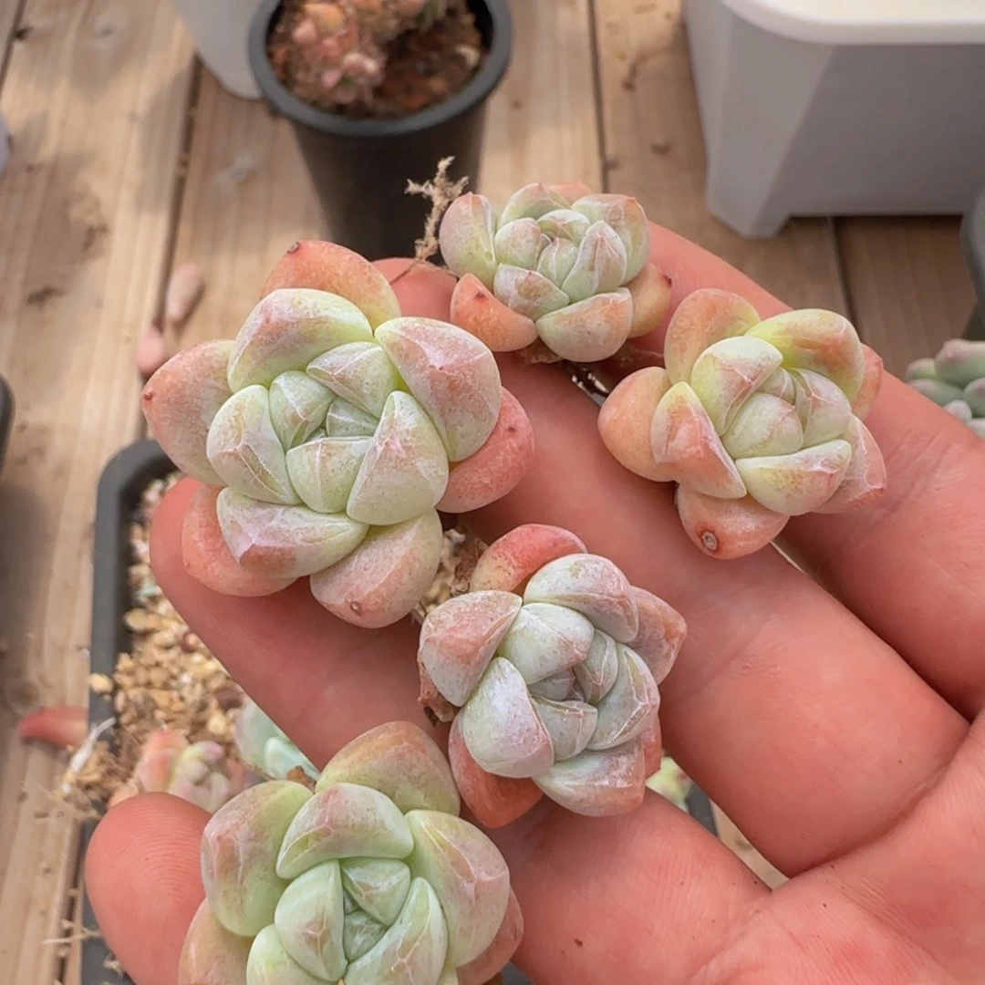 琥珀冰玉一颗脱土