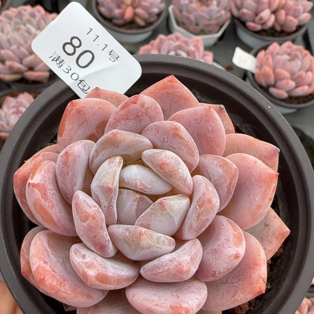 韩橙单头一颗脱土发货