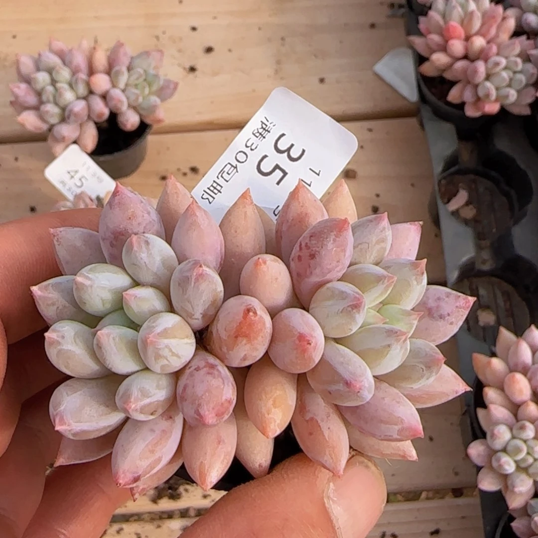 所罗门双头一颗脱土