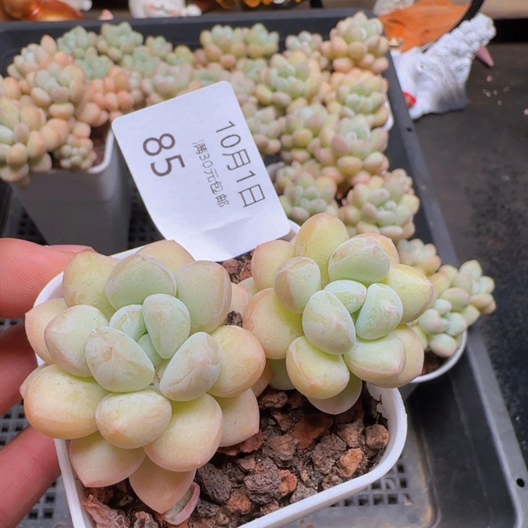 蛇*✨泡泡糖老桩一颗脱土发货