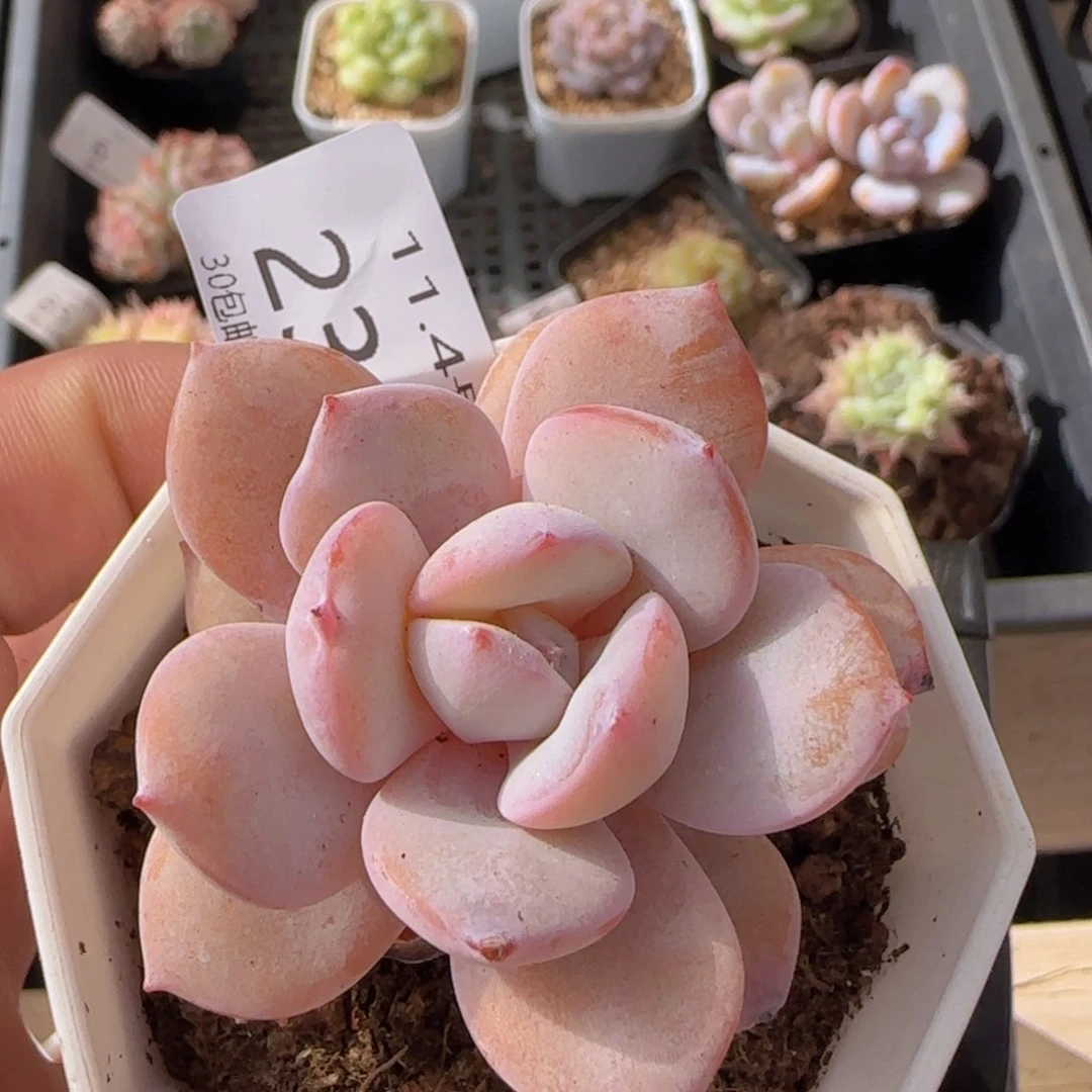 奶茶单头一颗脱土发货