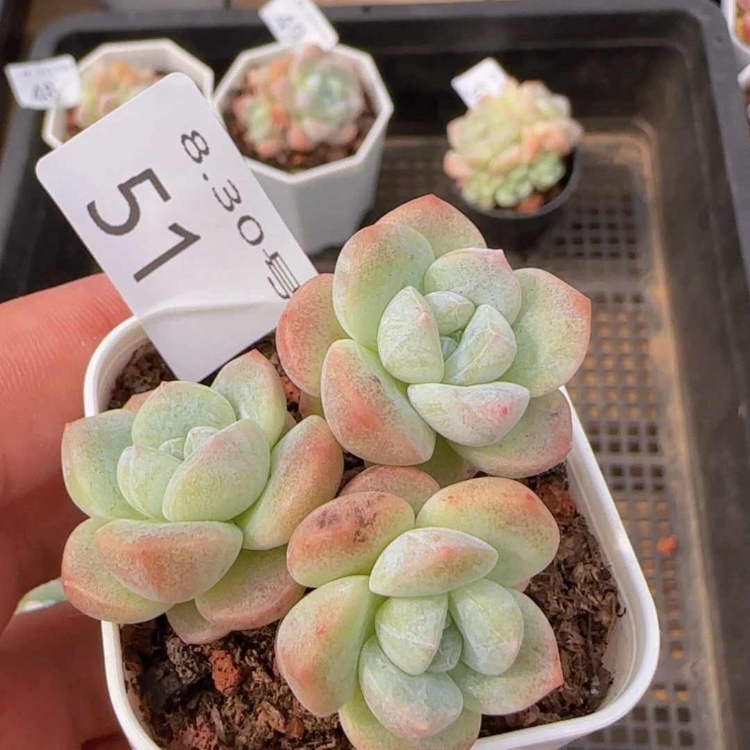 三头白体冰玉老桩一颗