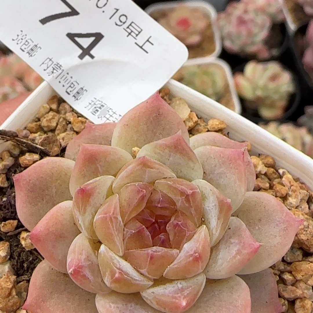 秘境冰魄单头一颗脱土