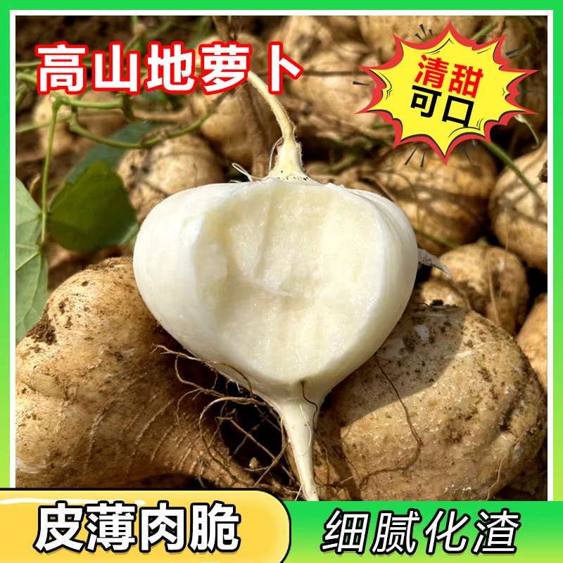贵州地萝卜凉薯地瓜白瓜土瓜3/5斤豆薯沙葛生态新鲜