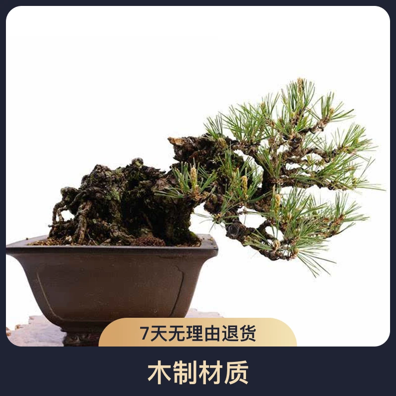 黑松迎客松罗汉松真柏黄杨绿植盆景盆栽盆景松都美竹松树盆景
