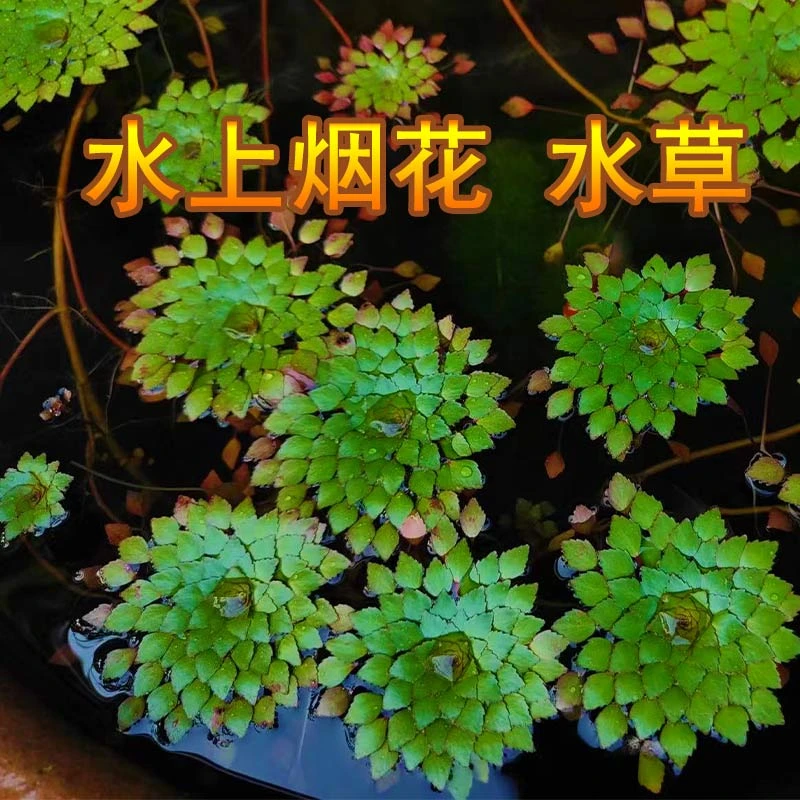 水上烟花水草 浮萍 鱼缸真植物火黄花菱水葫芦水芙蓉造景好养