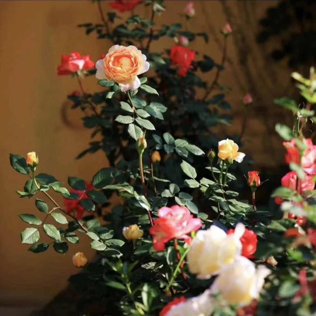 灌木牙签q语月季花苗对版四季开花扦插盆栽地载花卉