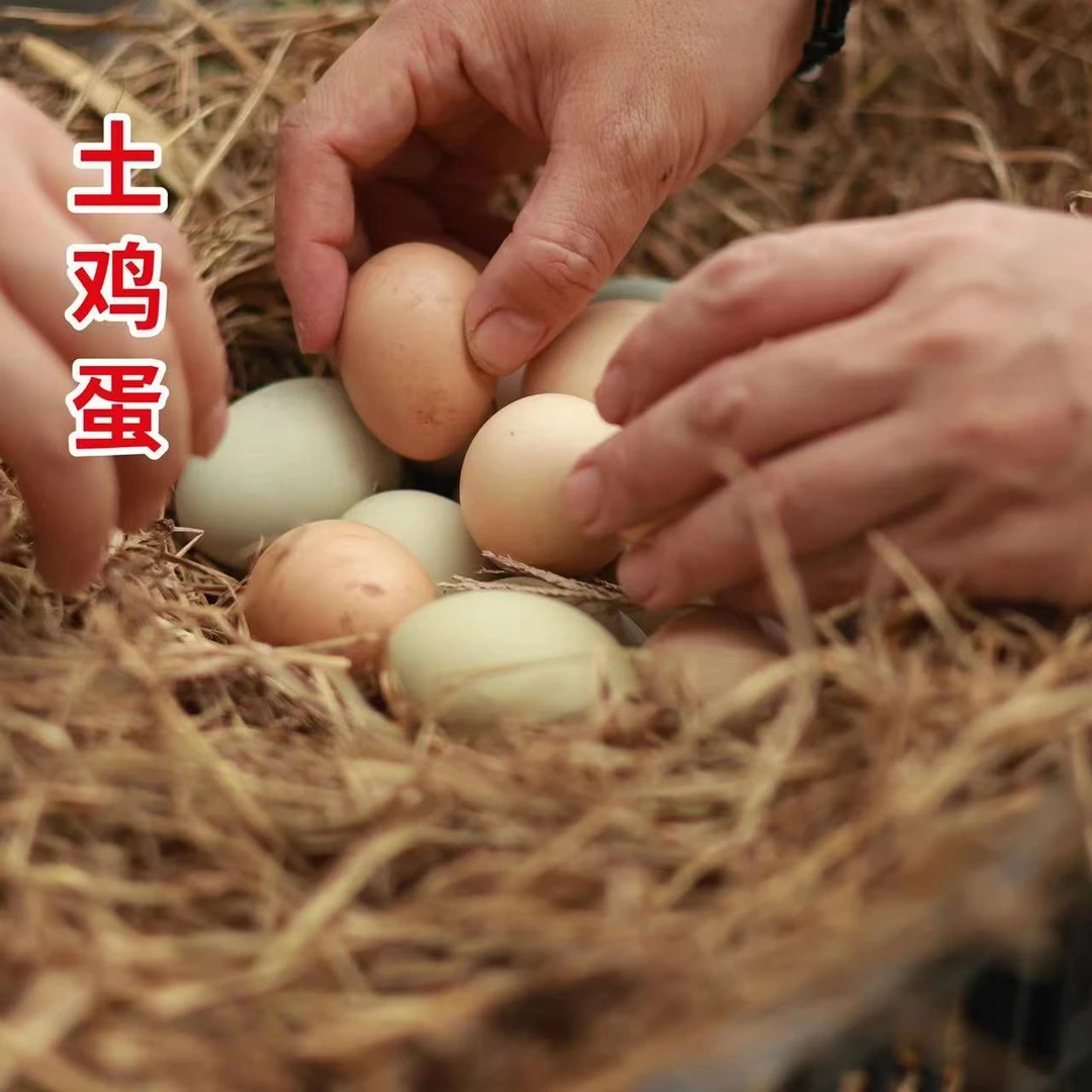 【土鸡蛋】本地农户家养散养鸡蛋，每天新鲜发货