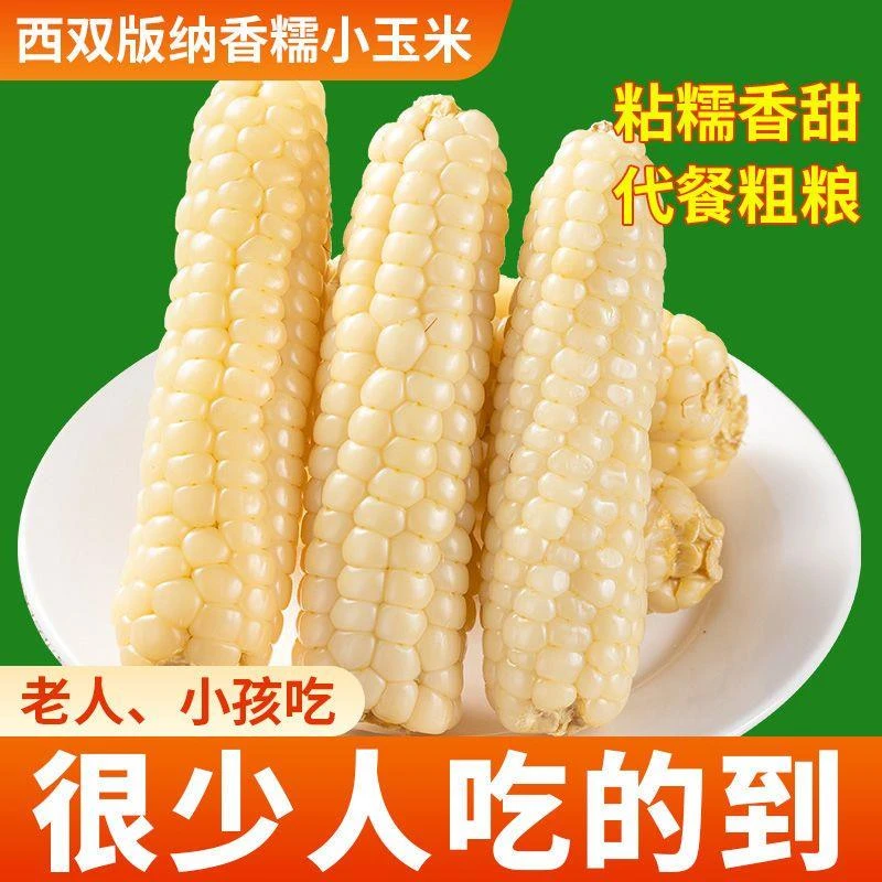 云南西双版纳拇指玉米新鲜傣家甜香糯迷你儿童小玉米即食早餐代餐