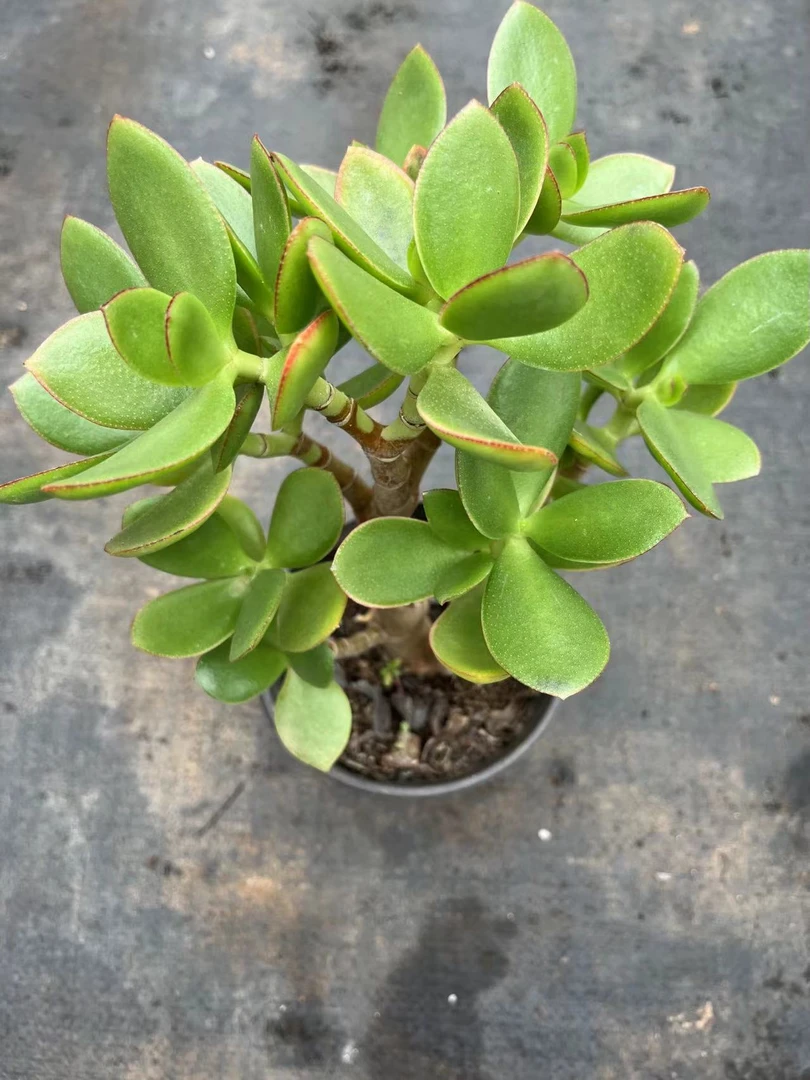 新花月锦多肉植物，云南晨红基地发货，满9.9包邮，新手，好养护，耐旱