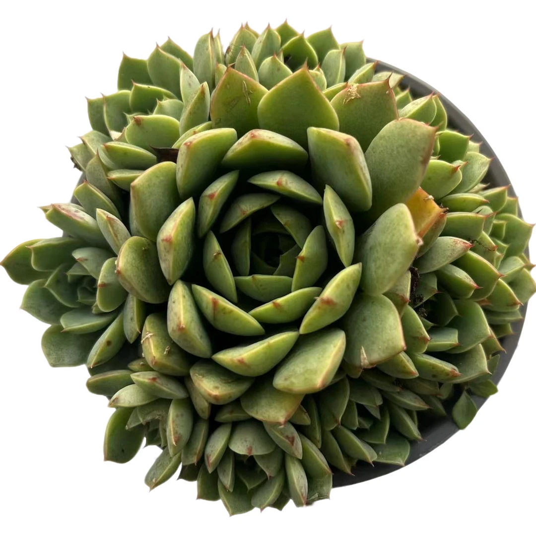 爱火多肉植物，满9.9包邮，云南晨红多肉基地发货，新手，好养护，耐旱