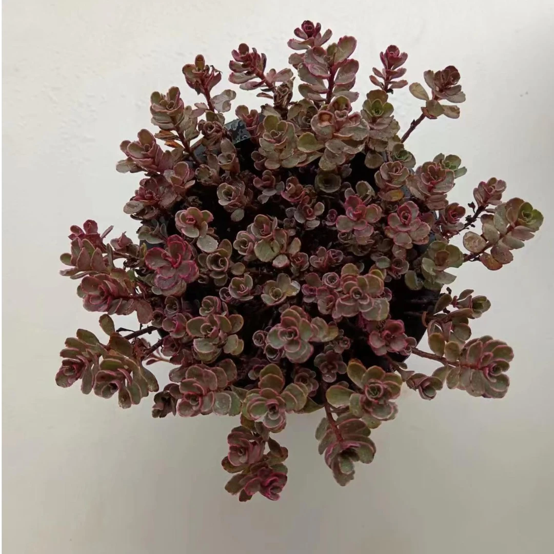 小球玫瑰锦多肉植物满9.9包邮，云南晨红多肉基地发货，新手，好养护