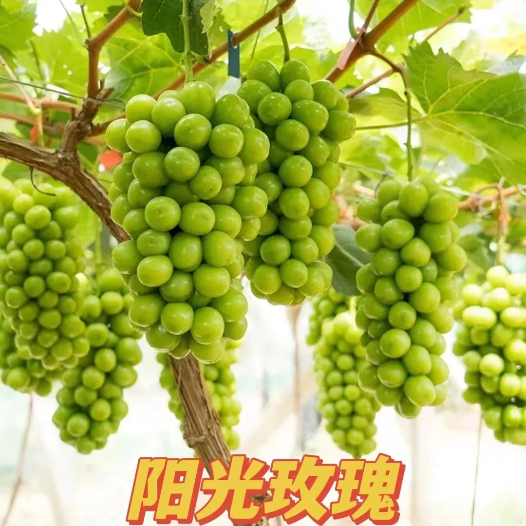 嫁接阳光玫瑰葡萄3年杯苗  带叶带芽 高60-70cm 简易盆