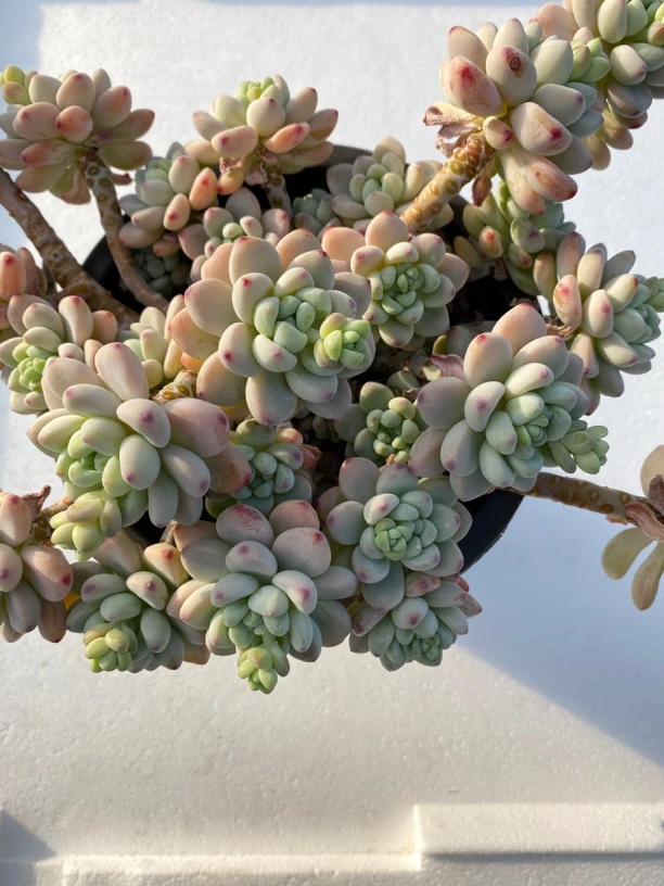 劳尔多肉植物群（零下必拍保温箱，不拍冻伤不售后）