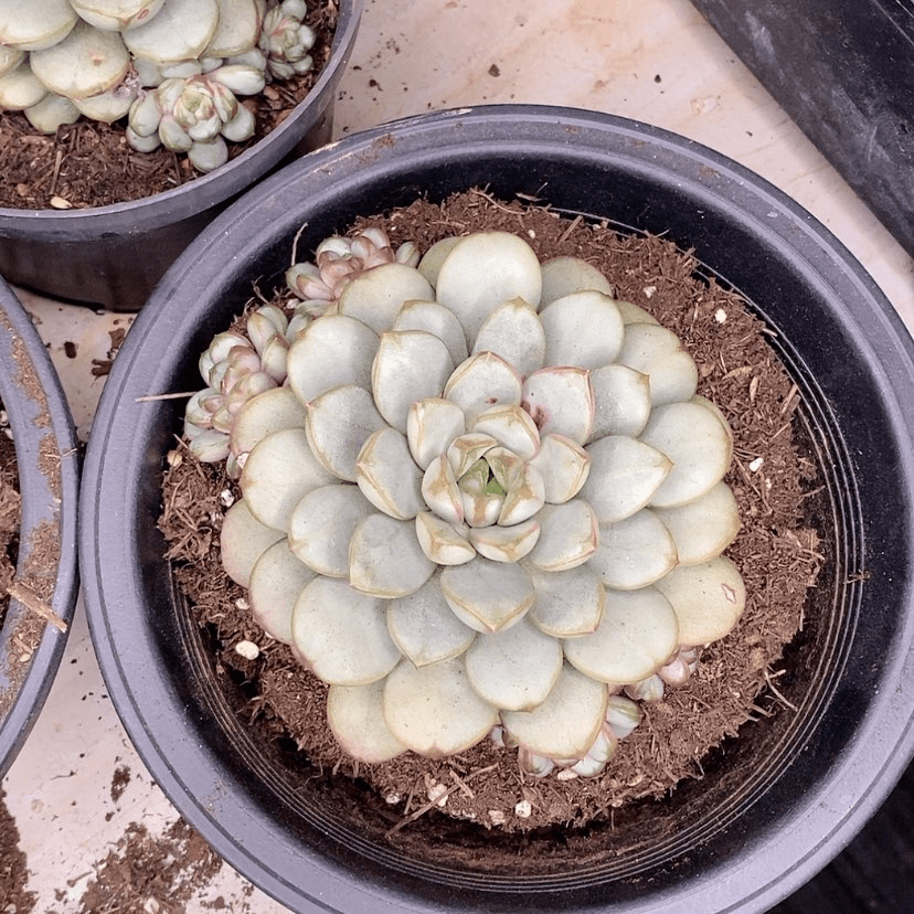 【闪购商品】锦****?葡萄多肉植物组合