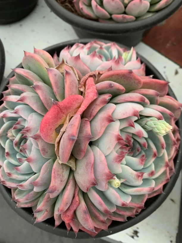 吉娃娃三头多肉植物（零下必拍保温箱，不拍冻伤不售后）