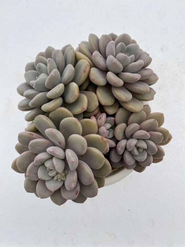 小号白鹭 4 头起 多肉植物（零下必拍保温箱）满 18 包邮哦
