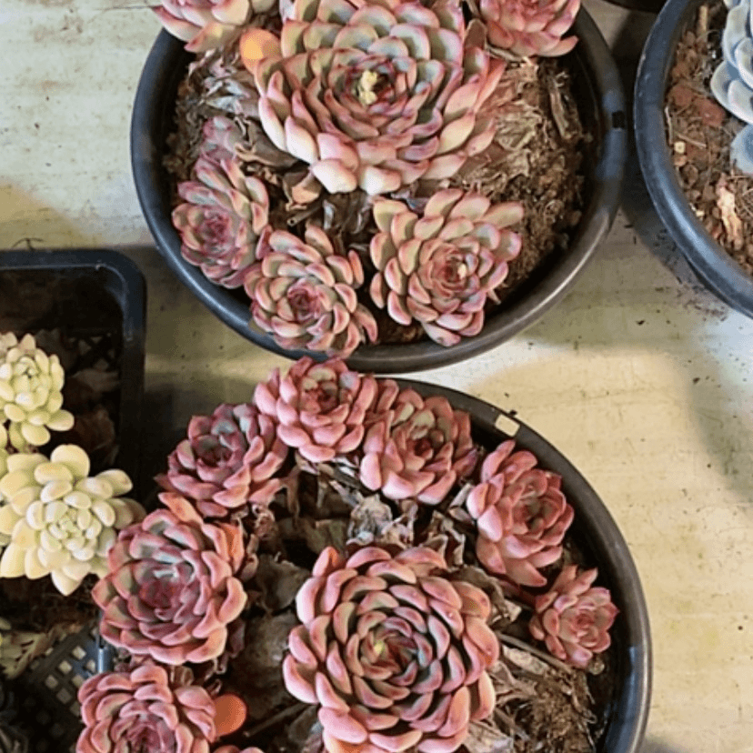 【闪购商品】荷花多肉植物
