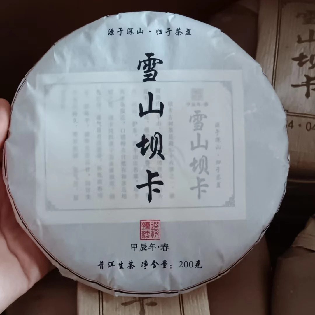 2024年雪山坝卡老树春