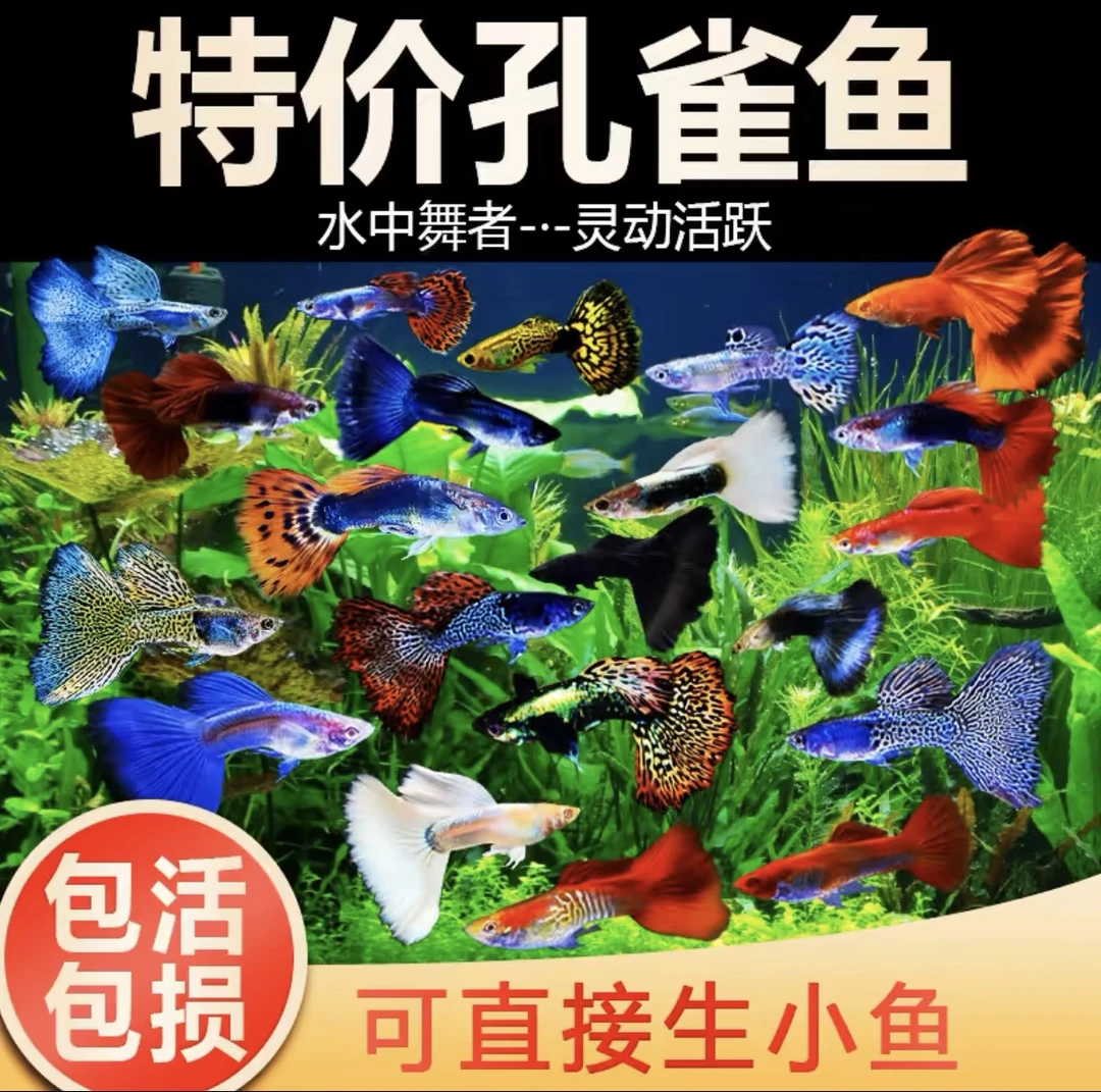 孔雀鱼观赏小鱼耐活好养混搭 品种合集