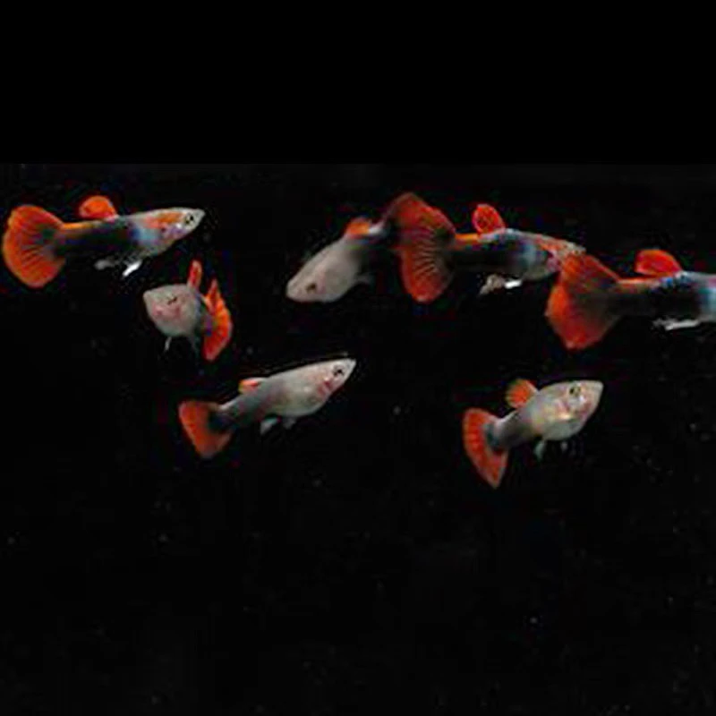 巴西红扇孔雀热带鱼