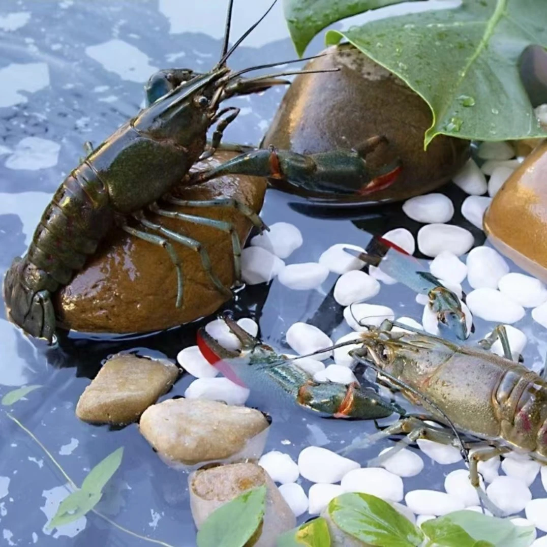 鲜活澳洲小蓝龙 4-6钱精品