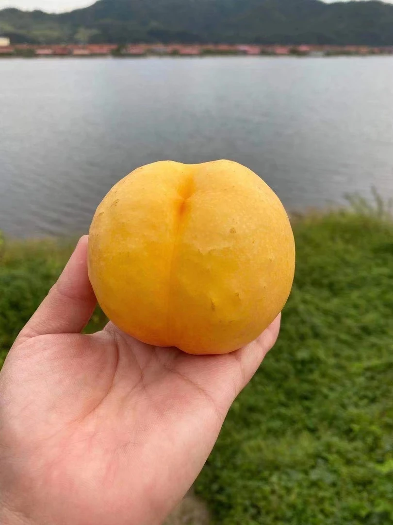 丹东黄油桃，每箱12个毛重约6.5-7斤，单果185克