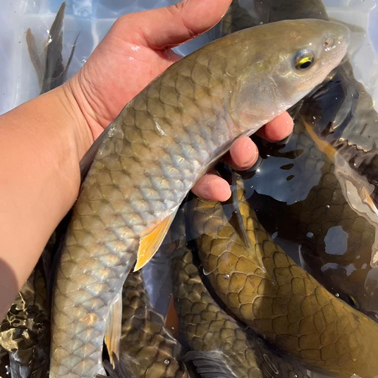 溪流军鱼光鱼观赏鱼淡水鱼冷水鱼活体非人工养殖