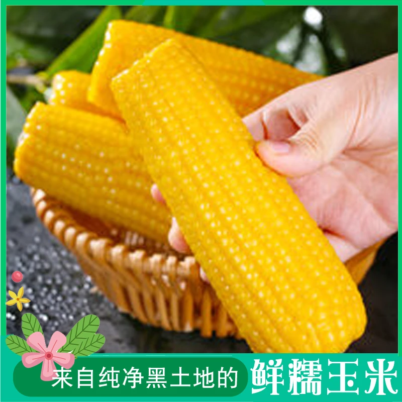 东北鲜糯黄玉米 真空包装10支